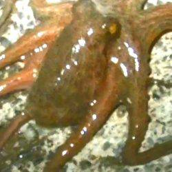 本日は多種の魚が釣れました！太刀魚、タコ、アオリイカ、オオモンハタなど